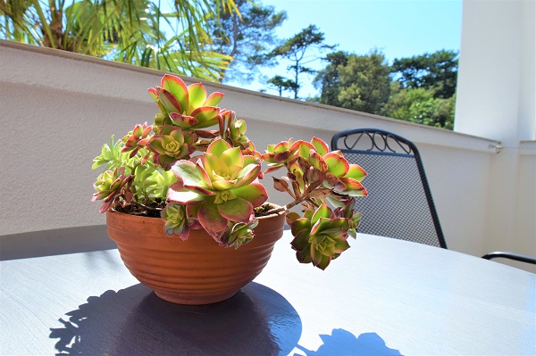 Apartmani za vaš godišnji odmor u centru Lopara na otoku Rabu