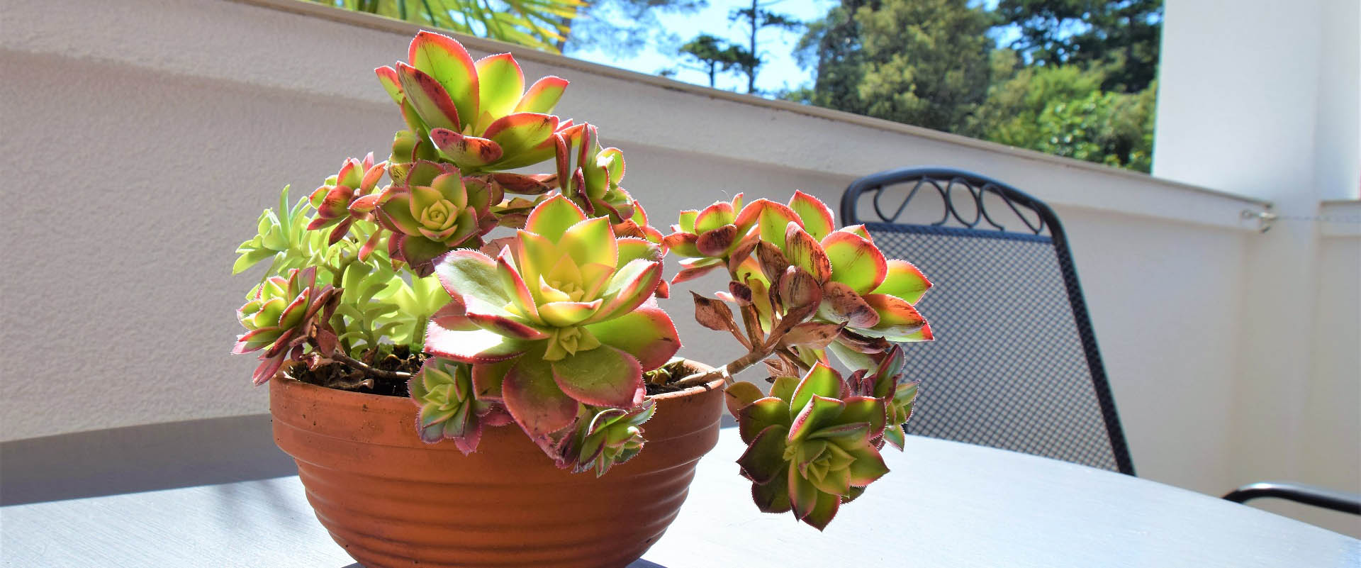 Apartmani za vaš godišnji odmor u centru Lopara na otoku Rabu